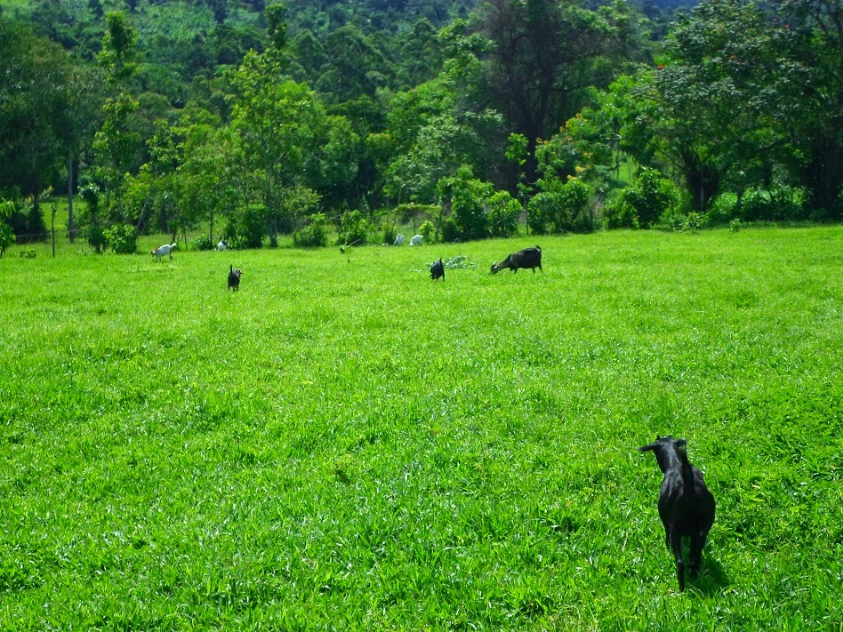 HOUSES FOR SALE KAMPALA, UGANDA FARM FOR SALE MITYANA ROAD