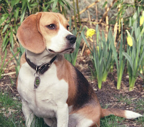 dog dog