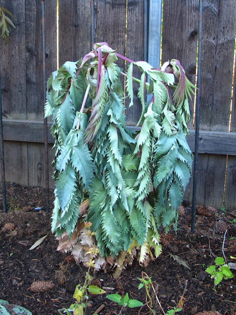 35 Best Filler Plants Images Plants Part Shade Flowers Perennials