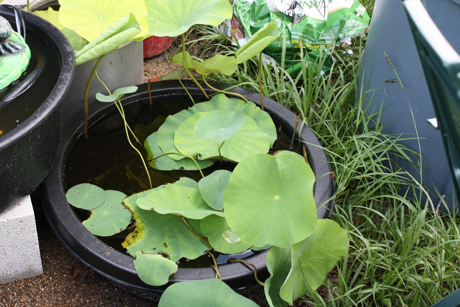 In the Garden How to grow Lotus from seed....step by step!