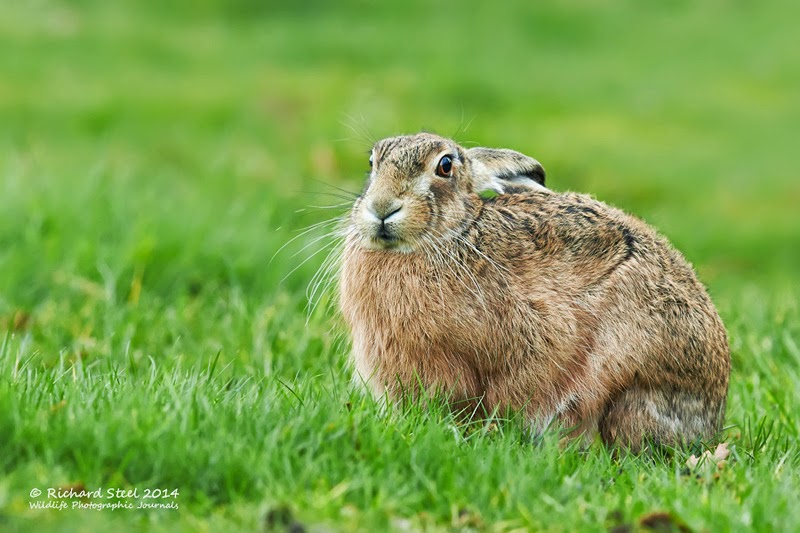 Wildlife Photographic Journals Relaxed Spring Hares