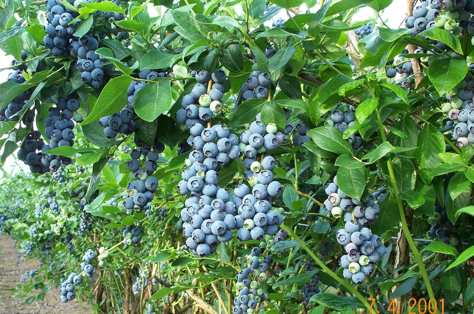 Temperate Climate Permaculture Permaculture Plants Blueberries
