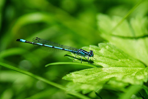 Coenagrion puella