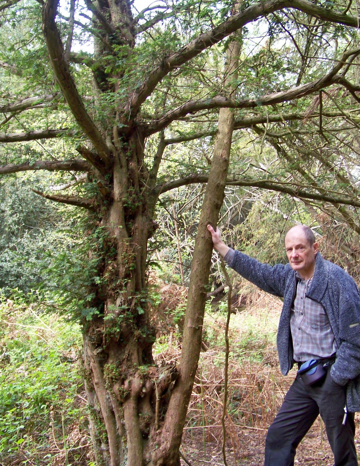 Bowyer's Diary Yew Staves 'in the tree'