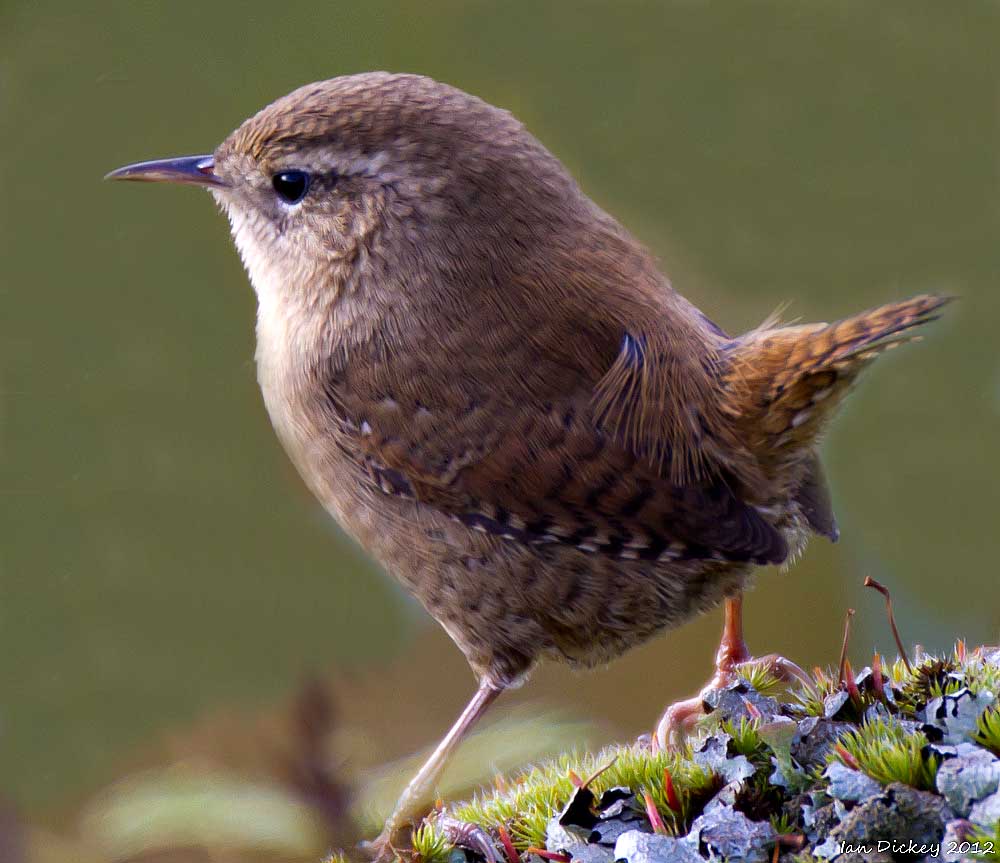 radio nicebirding Ginny Wren