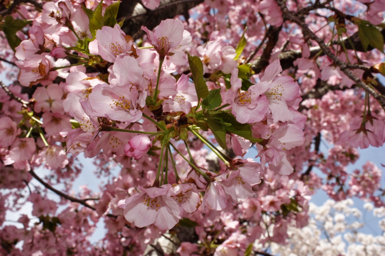 DC Scorpio Blog Cherry Blossoms in Peak Bloom!!!