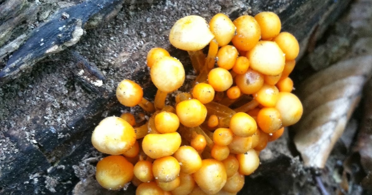 My school essays How do Fungi and Animals "Eat"?