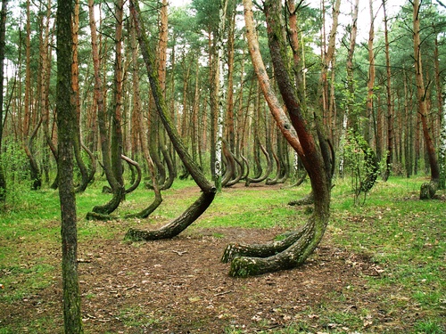 La Foresta di Alberi Curvi (Polonia) - Le Meraviglie della Natura
