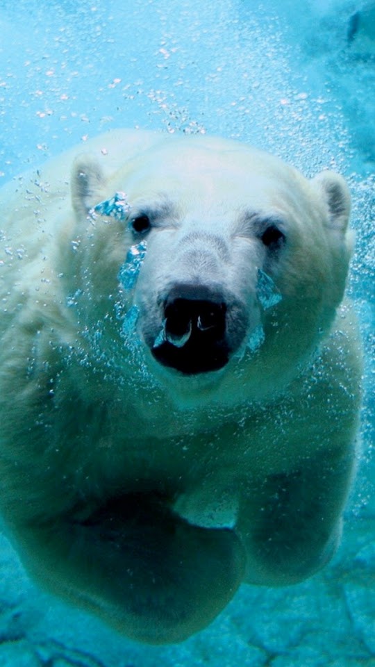 Polar Bear  Android Best Wallpaper