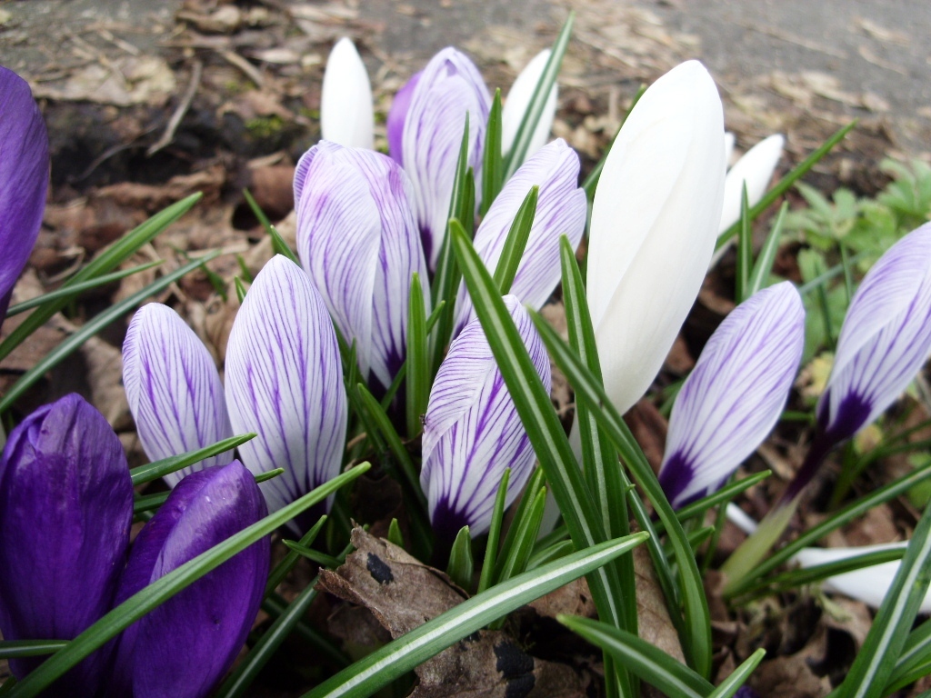 Kelli's Northern Ireland Garden Crocus n Bulb Update