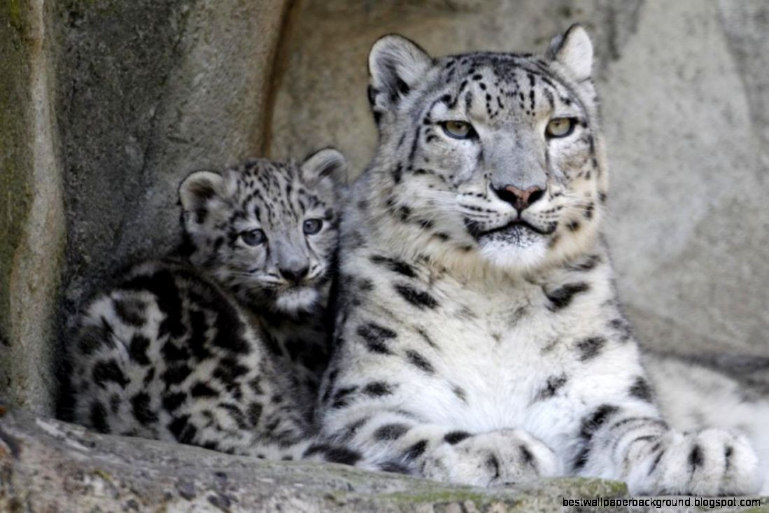 Facts About Snow Leopard Babies Facts About Snow Leopard Babies