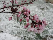 Flores y nieve