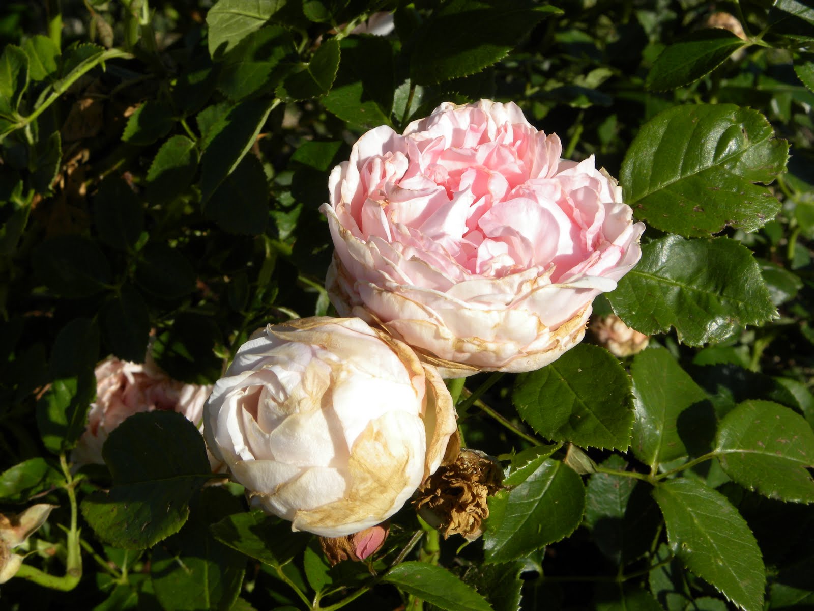 Red Dirt Roses A Few Days Later