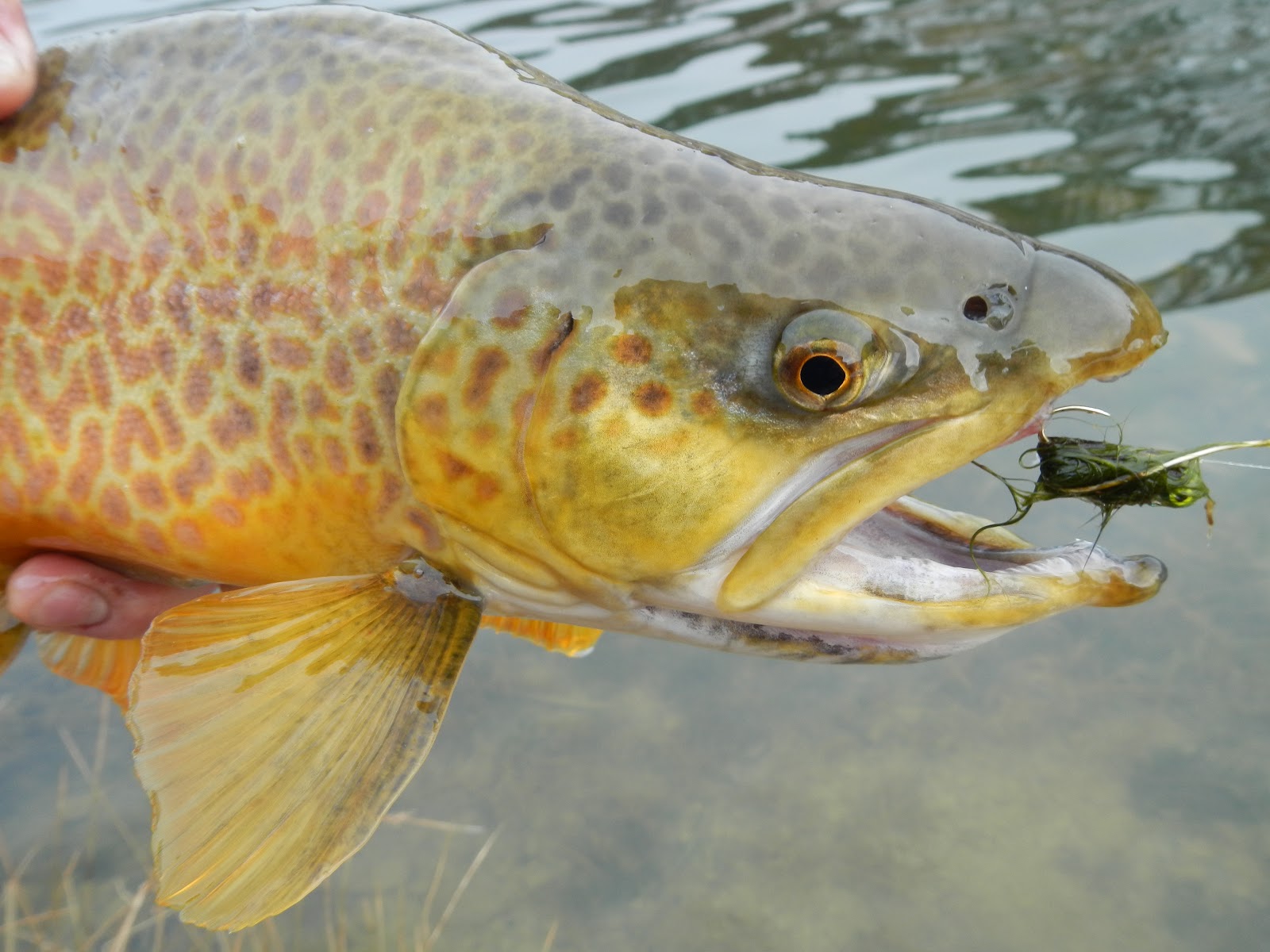Utah Water Log Large Tiger Trout & Catching Up