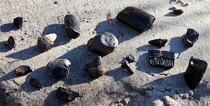 Fossils In Florida