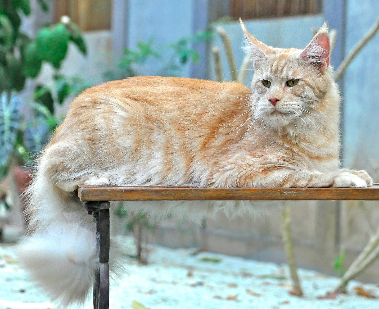 Maine Coon In Singapore Care Tips And Price Vet Advice