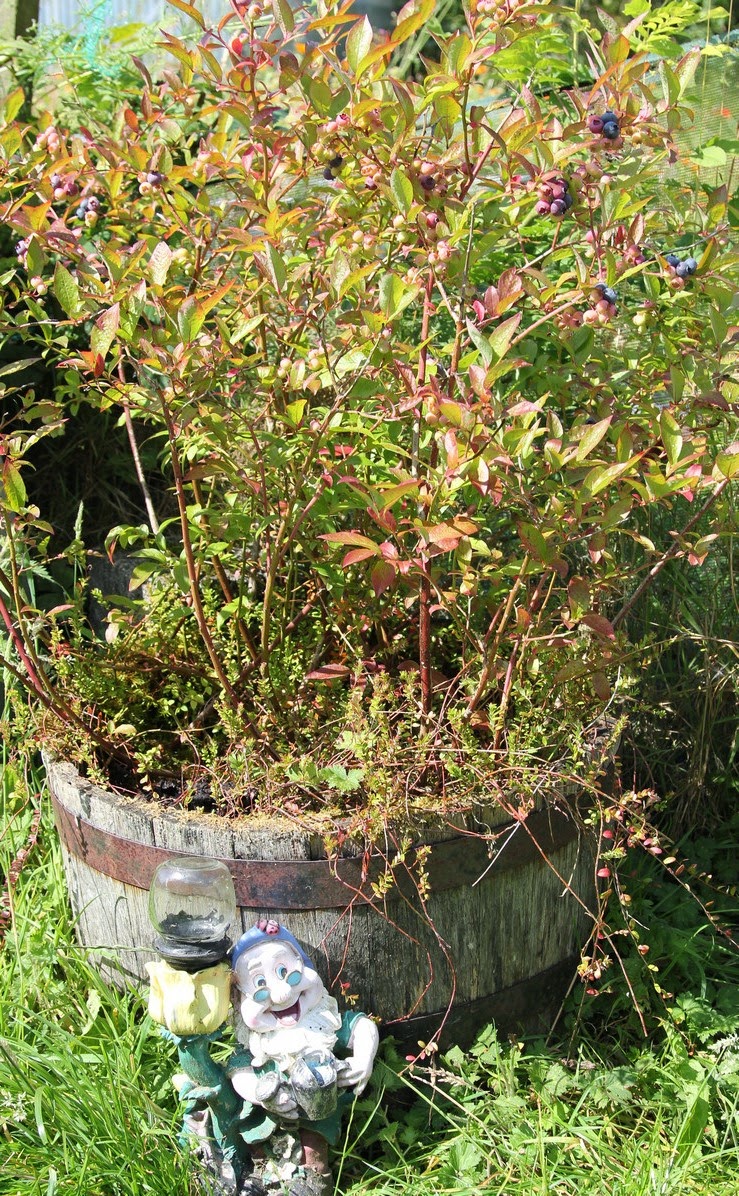 Irish Blueberry Compote Nessa's Family Kitchen