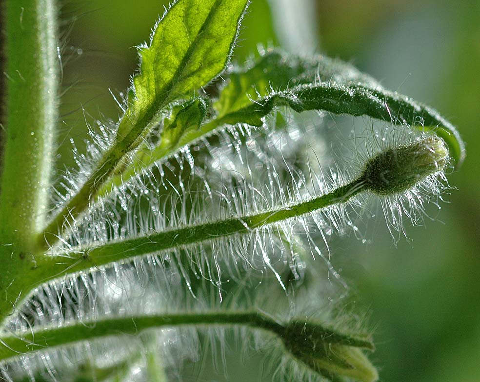 A Digital Botanic Garden December 2011