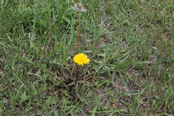 The harmless dandelion weed becomes harmful and toxic when chemical weed killers are used to destroy them.