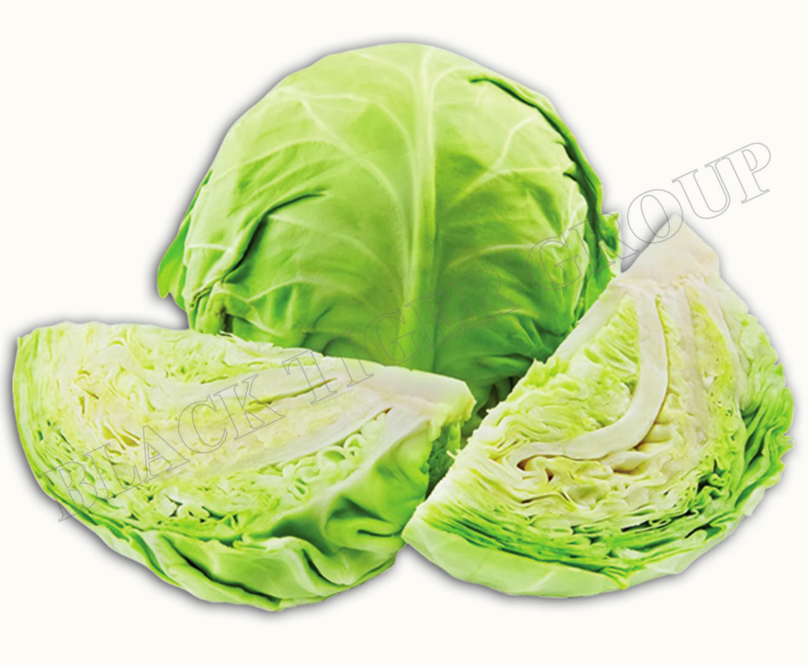What is the scientific name for cabbage?
