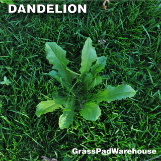 the grass rhizome control broadleaf weeds in fall broadleaf weeds