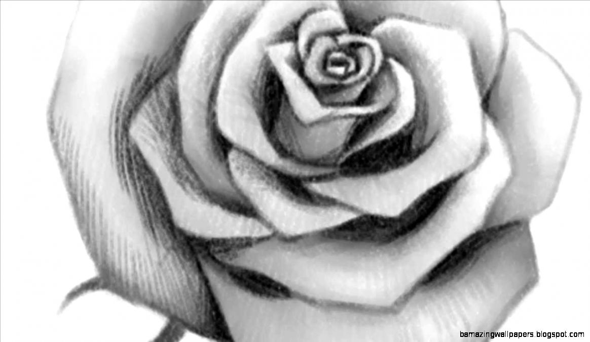 How to Draw an Open Rose YouTube How to Draw an Open Rose YouTube