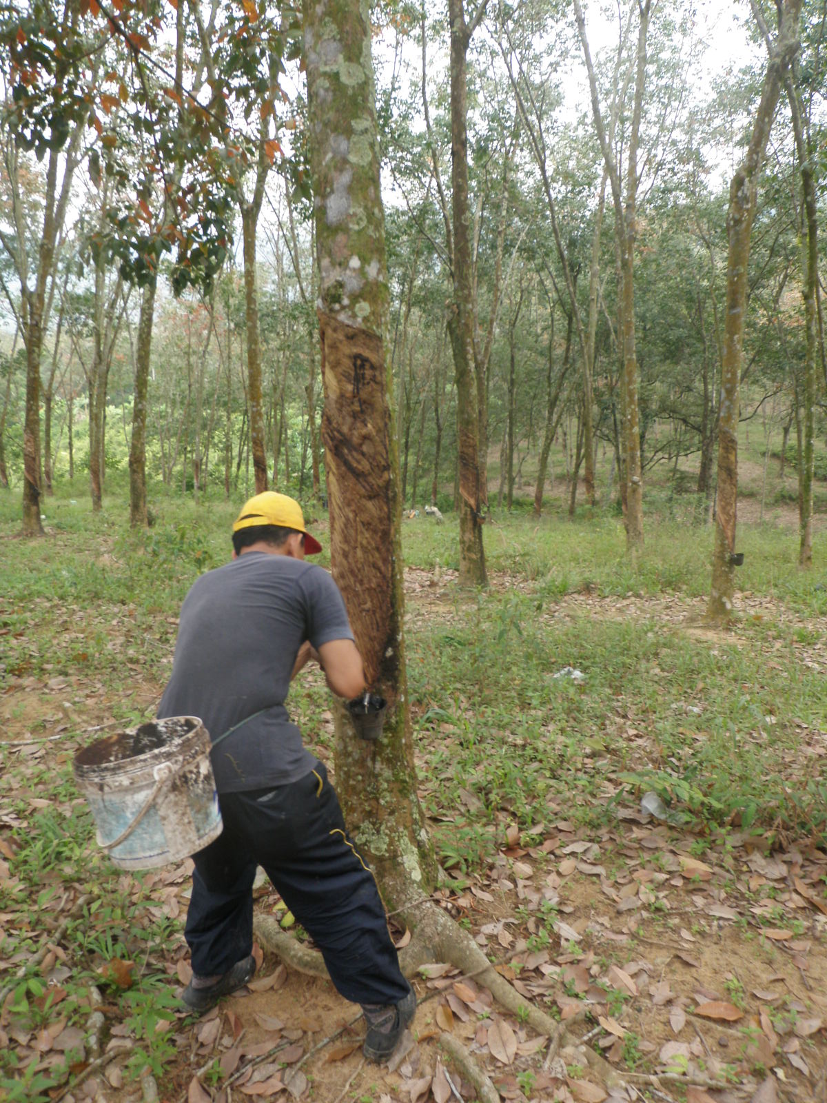how to say rubber tapper in spanish
