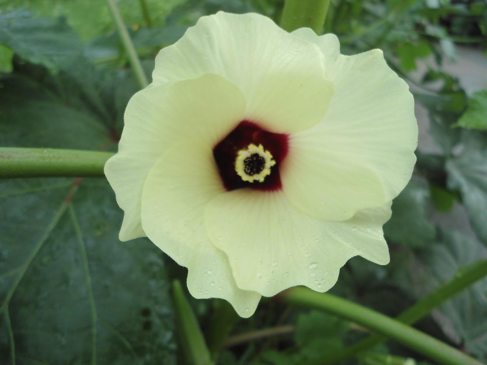 Bhawani Singh Rathore