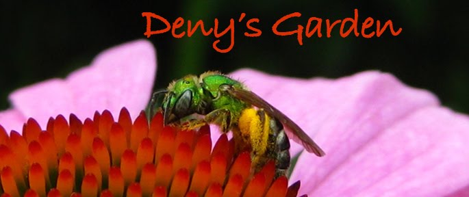Deny's Garden