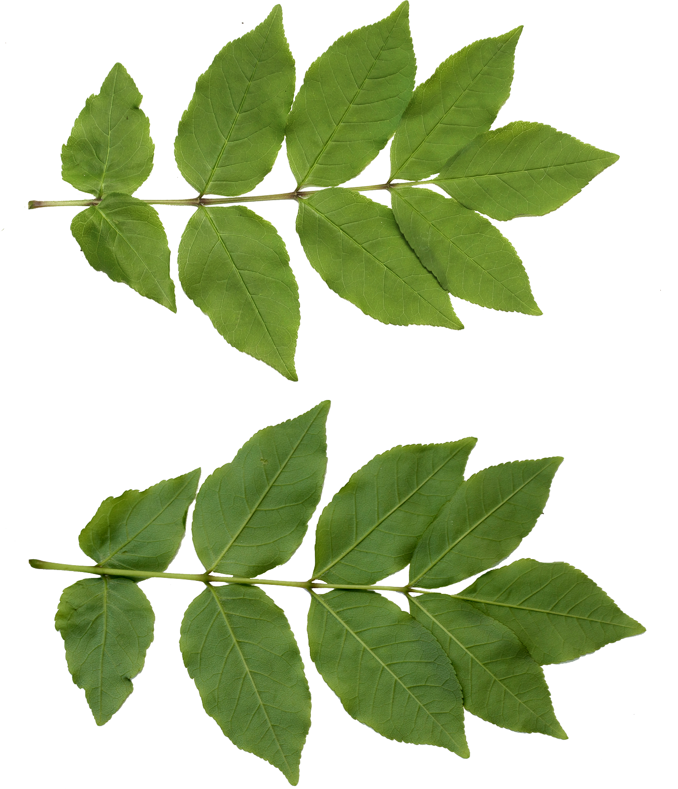 Leaf Png - Viewing Gallery