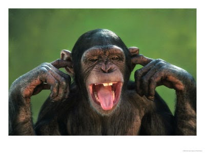 [Image: chimp-earsplugged.jpg]