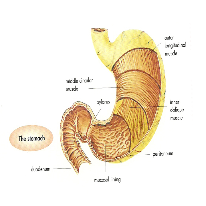WHAT IS INSIDE THE STOMACH? ~ Tell Me What