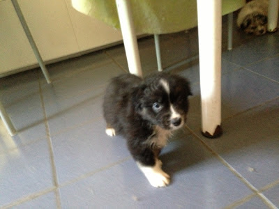 Australian Shepherd - puppy male Tri Black