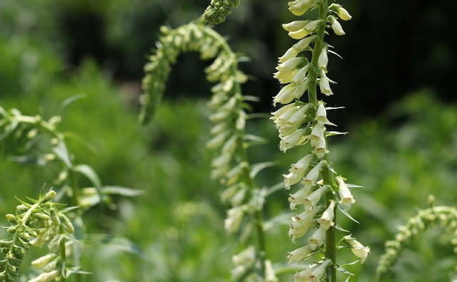 Digitalis Lutea Flowers Pictures