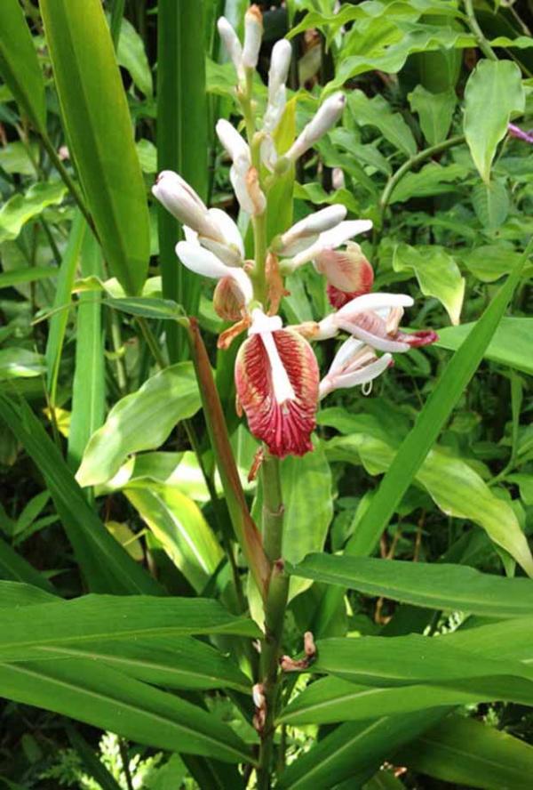 Cardamomoverdadeiro (Elettaria cardamomum)