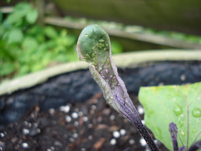 Aphids On Tomatoes. The one leaf that was Aphid