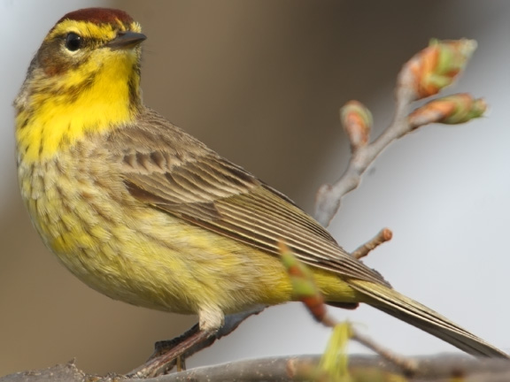 ecobirder palm warbler ecobirder palm warbler