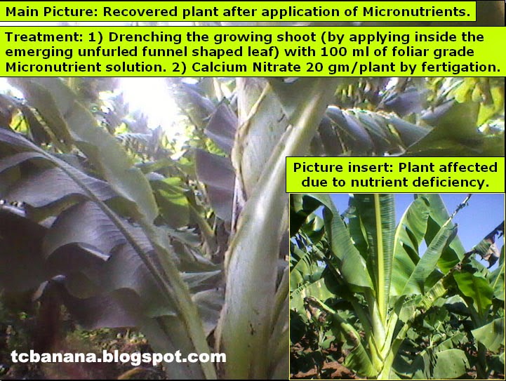 Calcium (Ca) deficiency symptoms Tissue Culture Banana