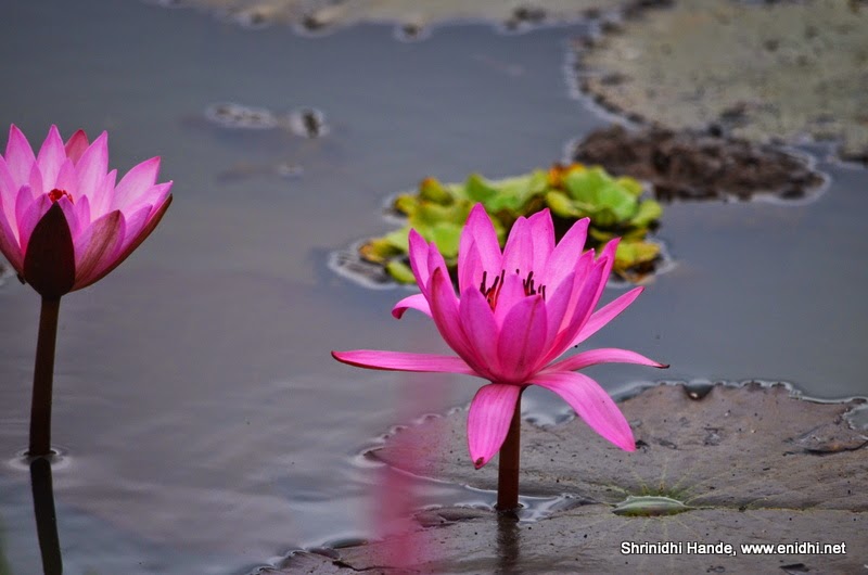 Lotus Pond, Yelagiri Mangalam Road eNidhi India Travel Blog