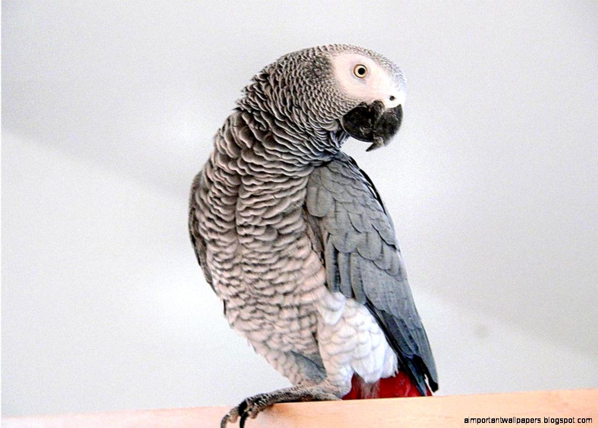 Grey Parrot Wallpaper Grey Parrot Wallpaper