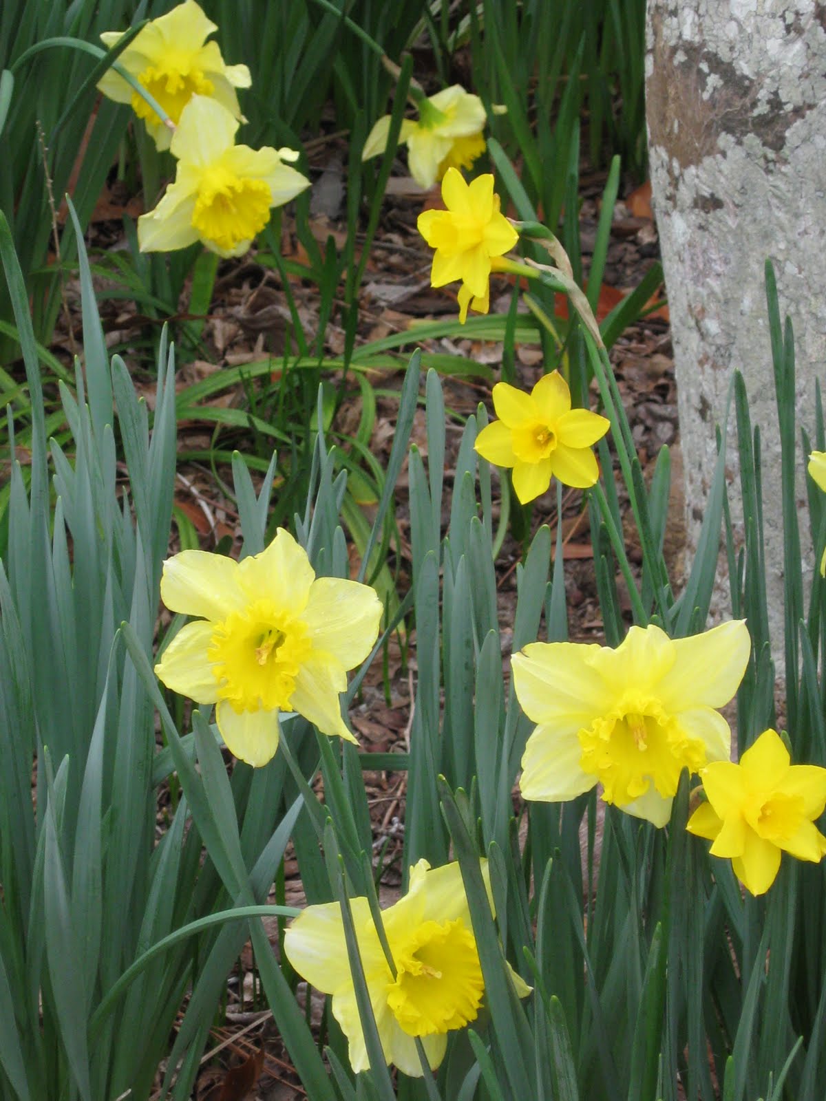 Gardening From the Ground Up OH, DEER—PLANTS LIST 2