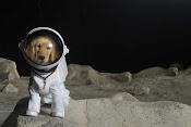 O primeiro ser vivo a subir ao espaço foi uma cadela russa!