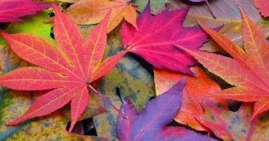 Autumn Colors | Fantastic Materials