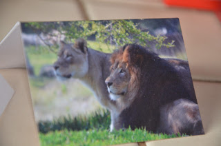 Lion note cards