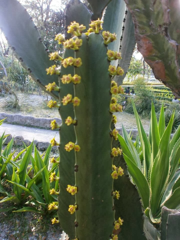 Euphorbia trigonus in flower and pollinated by big flies!