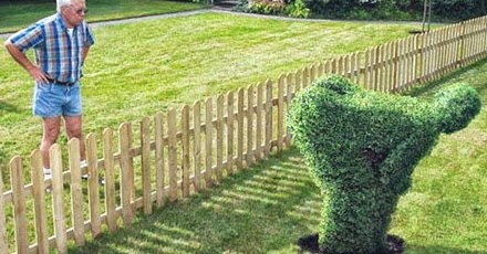 mooning_shrub.jpg