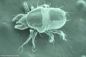 Die Parasiten im Fleisch die Gefahr