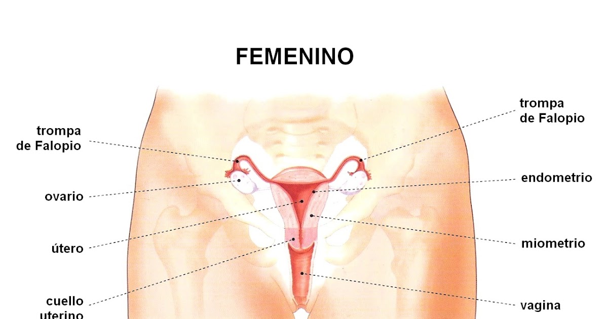 Aprendiendo Sobre La Sexualidad Aparato Reproductor Femenino Y