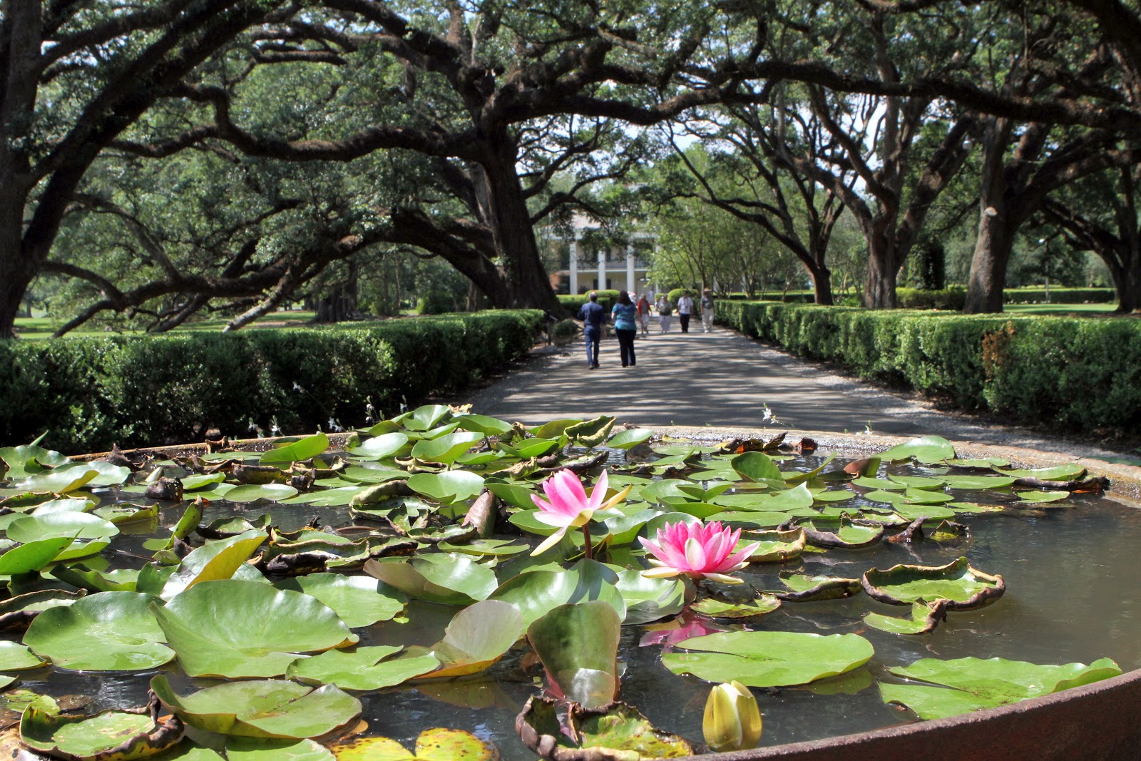 Oak Alley Pictures