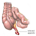 Scientists Discover True Function Of Appendix Organ